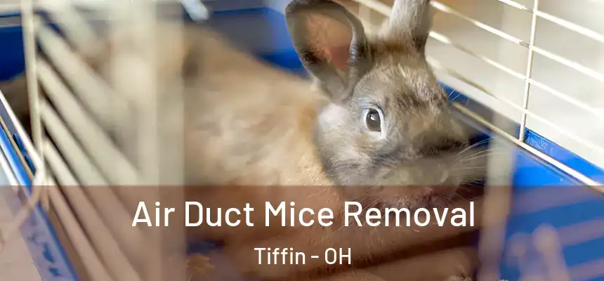  Air Duct Mice Removal Tiffin - OH
